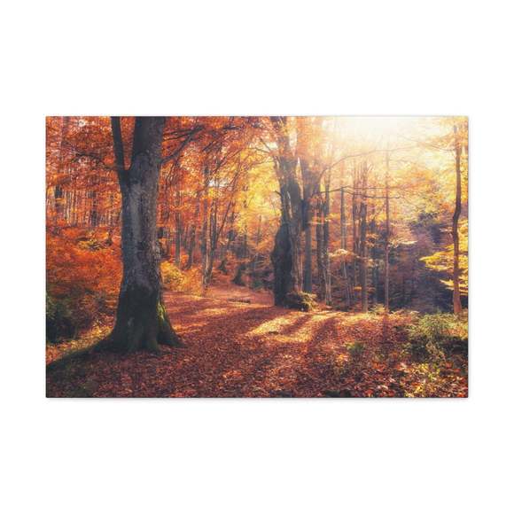 Orange Tree Sunlight Autumn Forest Nature Wilderness Photography Canvas Wall Art